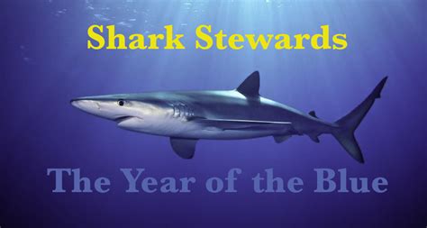 SHARK 2023 – WHATS AHEAD, WHATS BEHIND – Shark Stewards