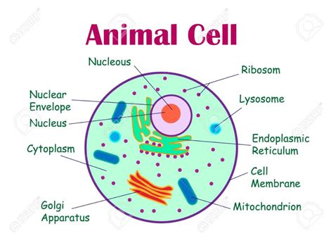 Difference Between Plant Cell and Animal Cell for Class 9 - CBSE Class ...