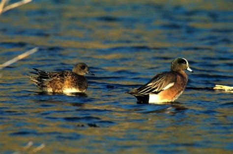 American wigeon duck free images, public domain images