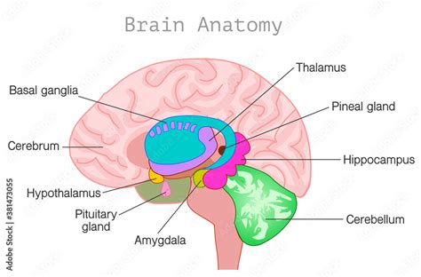 Brain anatomy. Central nervous system diagram. Head organ parts, limbic ...