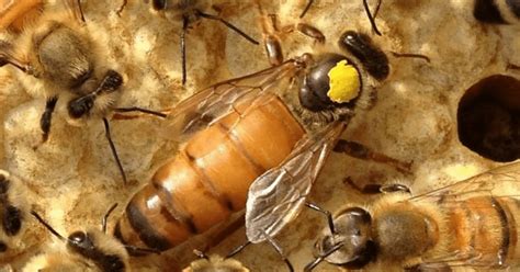 Managing the controlled mating of Buckfast Queen Bees