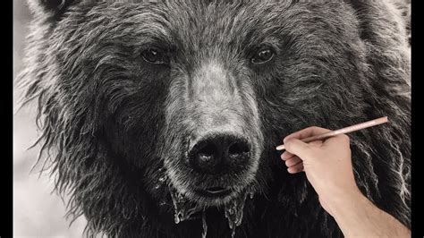 Grizzly Bear Drawings Realistic