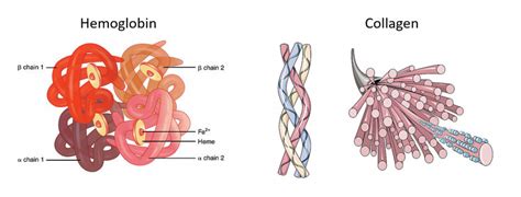 Protein Folding | ChemTalk