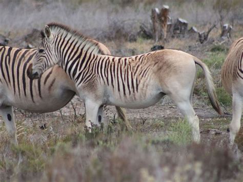 Quagga | Big animals, Animals beautiful, Animal conservation