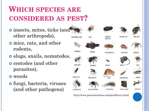 Pest Examples Pests Pesticides What Is A Pest Pests Are Organisms | The ...