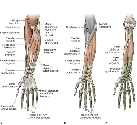 The Forearm, Wrist, and Hand | Musculoskeletal Key