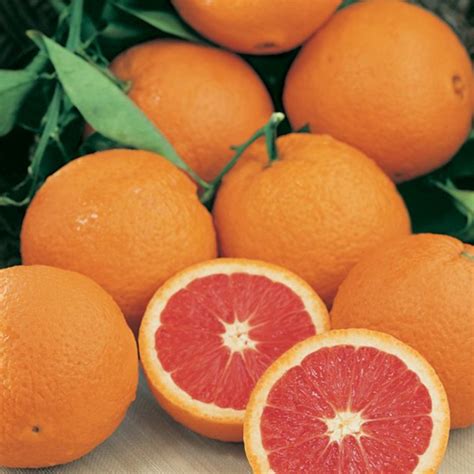 Orange Cara Cara - Fruiting Trees - Gardenworld Shop