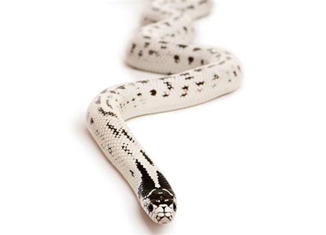 California Kingsnake - Lampropeltis californiae | PetMD