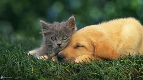 Wallpapers (avec images) | Comme chien et chat, Photo animaux, Animaux