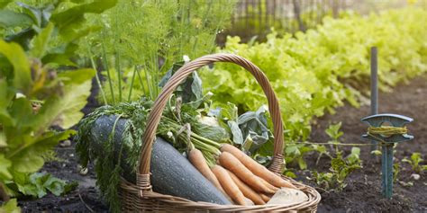 Kitchen-Garden - How to make a kitchen garden? Steps growing own food.