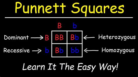 Punnett Square Practice #3 Spongebob Squarepants - Punnett Square ...