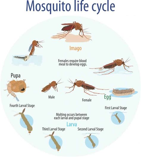 Learn How Mosquitoes Survive Winter | FullScope Pest Control