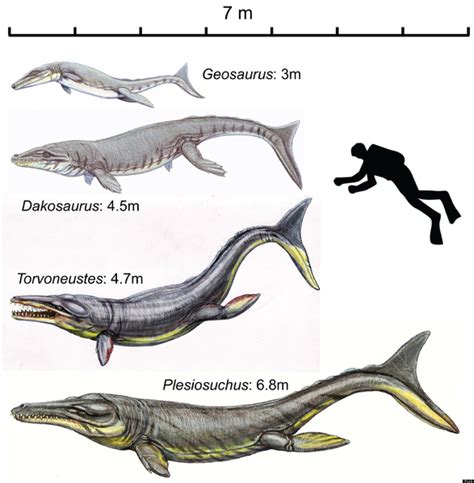 Prehistoric Super Crocodile Ate More Like Mammal Than Reptile ...