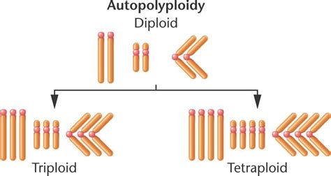 autopolyploidy.html 08_09-autopolyploidy.jpg