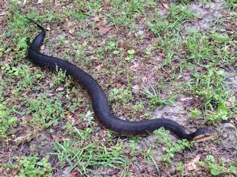 Florida Cottonmouth – Florida Snake ID Guide