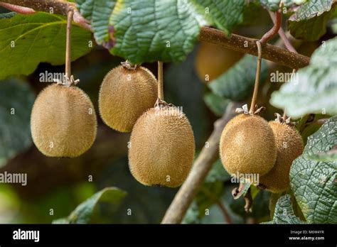 Kiwi Fruit on Vines Stock Photo - Alamy