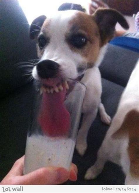 Funny Jack Russell Terrier either needs a shorter glass or a… - http ...