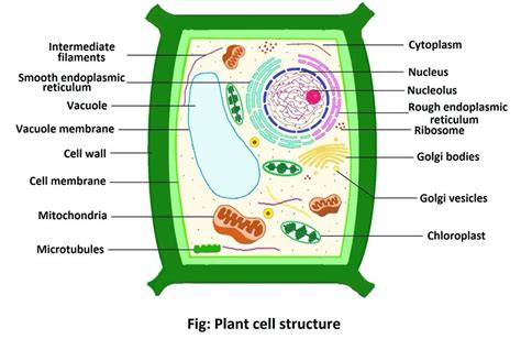 Plant cell: Structure, properties and functions - ScienceQuery