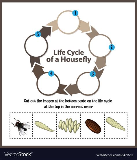 Housefly Life Cycle Diagram