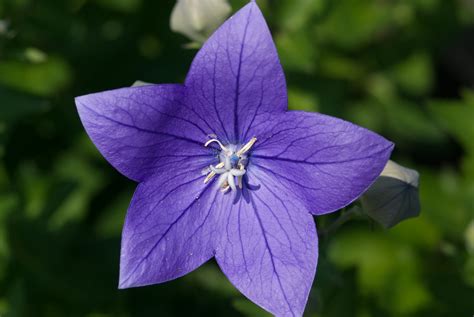 Flowers World: Purple Balloon Flower Ohio