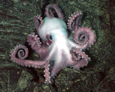 Biology of Animals: Octopus sp. (devil fish)