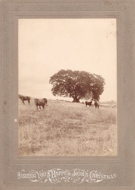 View in Queen’s Park, Ipswich, 1899 | Picture Ipswich