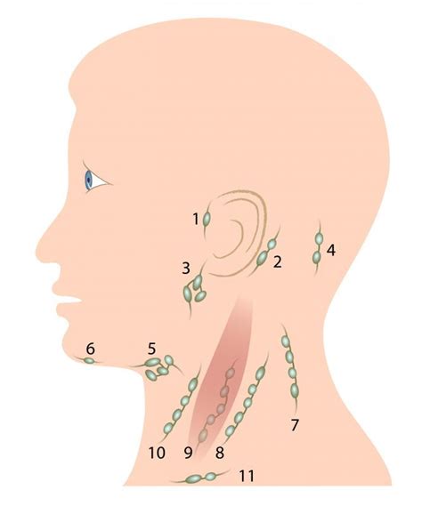 Lymph Nodes Behind Ear Diagram