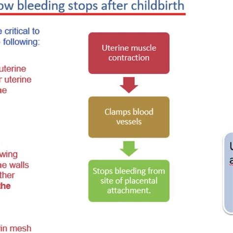 Uterine contractions are essential to control bleeding after childbirth ...