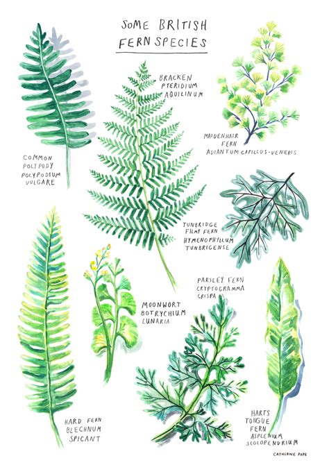 British Fern Species Poster A4 Botanical Print - Etsy UK