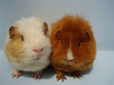 Glynneath Guinea Pig Rescue 01639 721127