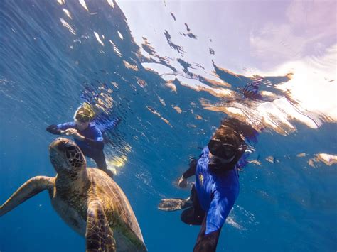 Hamilton Island - Half Day Snorkel The Whitsunday Islands - Whitsunday ...