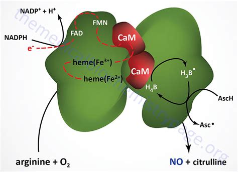 Amino Acid Derivatives: Synthesis of Neurotransmitters, Nitric Oxide ...