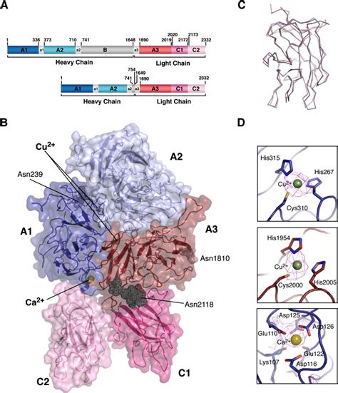 Crystal Structure of Human Factor VIII: Implications for the Formation ...