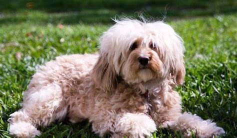 A Complete List of 500+ Cavapoo Dog Names 2024