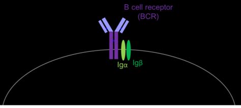 Diagram of the B cell receptor. The B cell receptor is composed of a ...