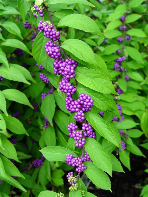 Purple beautyberry | Garden Housecalls