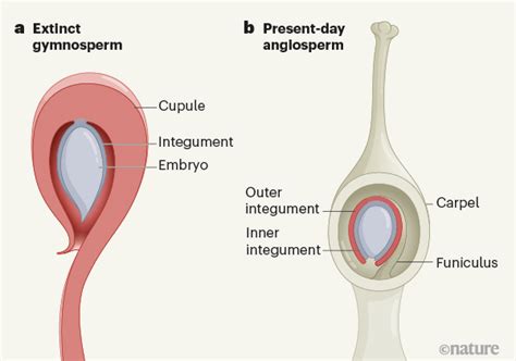 Ancient seeds spill secrets about the evolution of flowering plants ...