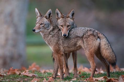 How the Most Hated Animal in America Outwitted Us All | Coyote animal ...