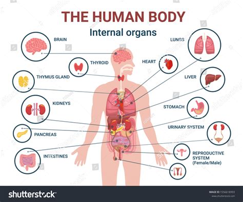 Human Body Internal Organs Parts Info Stock Illustration 1556618993 ...