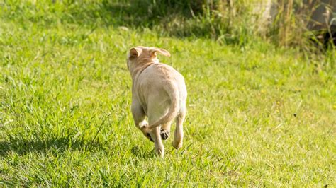 What is a Dog Panic Attack? Signs and ways to help - AnxiousCanine.com