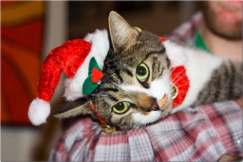 Christmas Cat Wallpapers - Wallpaper Cave