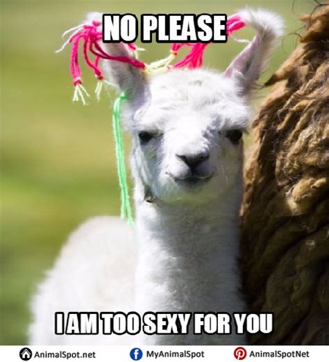 Llama Memes