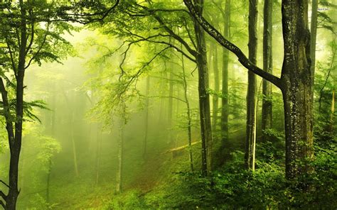 Beautiful-Green-Forest-Nature-Wallpaper-Desktop – JAKARTA ANIMAL AID ...