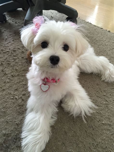 Beautiful Maltese. | Maltese dogs, Dog haircuts, Maltese haircut