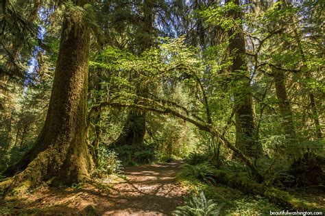 Hoh Rain Forest, hiking at the Olympic National Park, WA