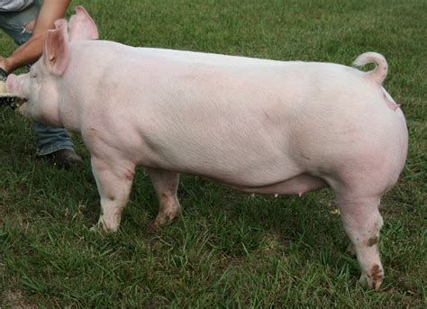 NSR Fieldview: Updated National Barrow Show® Hog College Entries