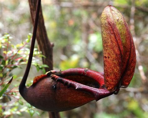 Pin on Carnivorous Plants and other Odities