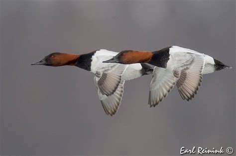 Canvasback Males Duck Hunting Gear, Goose Hunting, Waterfowl Hunting ...