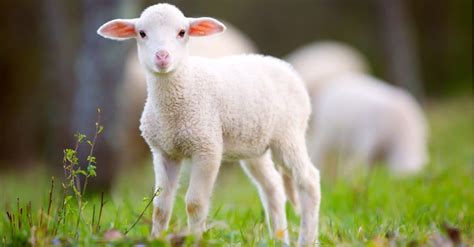 What’s a Baby Sheep Called + 5 More Amazing Facts! - A-Z Animals