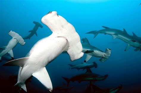 Scalloped Hammerhead Shark – "OCEAN TREASURES" Memorial Library